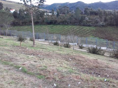 Trabalhos de limpeza na Horta SUL - Preparação do terreno para plantação de pomar de laranjeiras